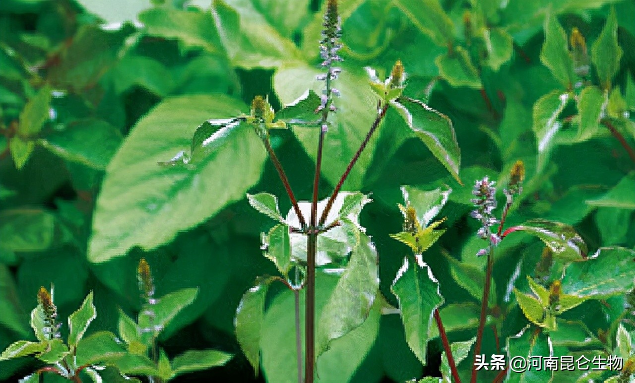 牛膝打什么叶面肥壮根,牛膝种植用什么化肥