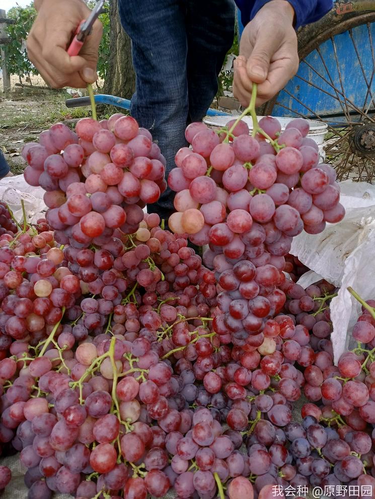 顾客评价水果不甜该怎么处理,红提质量好不好
