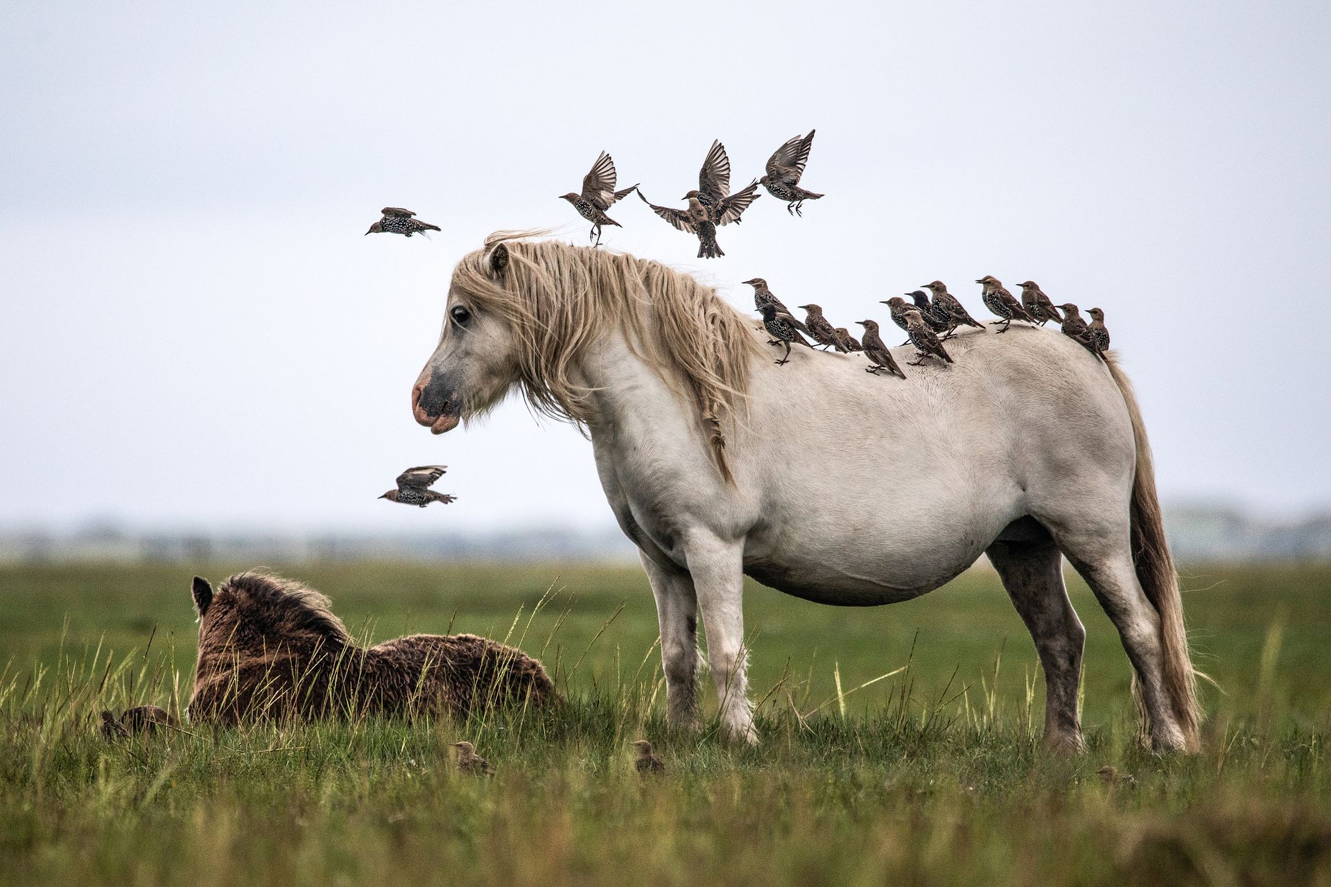 棕熊打各种熊和各种动物画面,动物和熊斗的视频