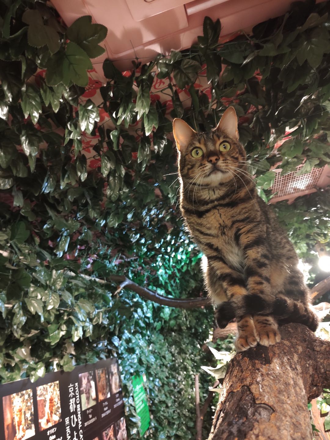 大阪自由行攻略购物,大阪自由行攻略