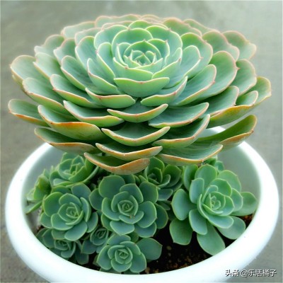 玉蝶花卉怎么养护,玉蝶锦多肉夏季养护