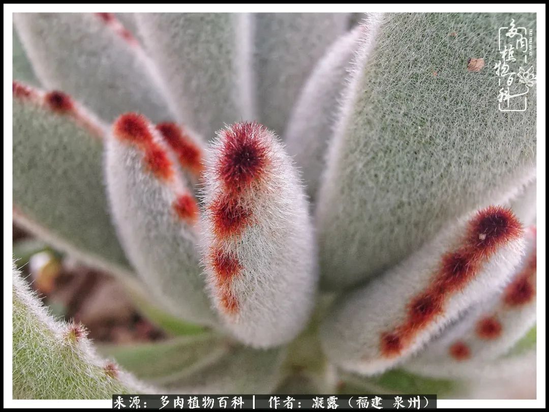 多肉日记严选,多肉日记大全100字