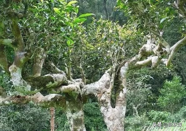 六大茶山经典普洱茶是什么,古六大茶山普洱茶特点
