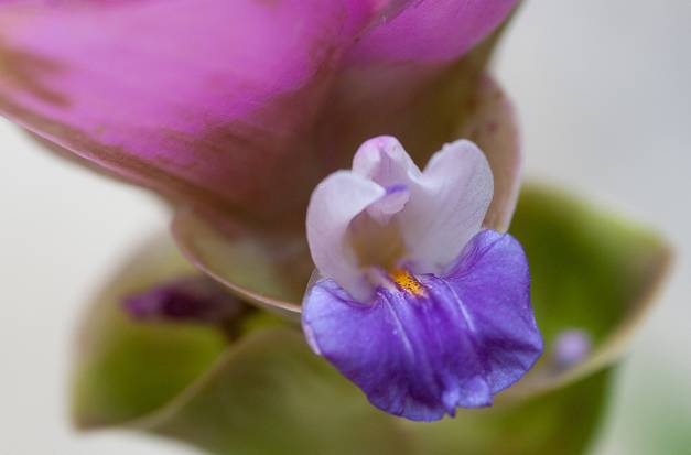 家里要有氛围感什么花比较好,家里高级的花