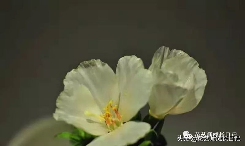 10种在花镜设计中常用的紫色花卉,南方适合做花境的花卉种类