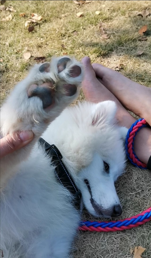 我家萨摩耶不吃蔬果,萨摩不吃狗粮但是吃肉