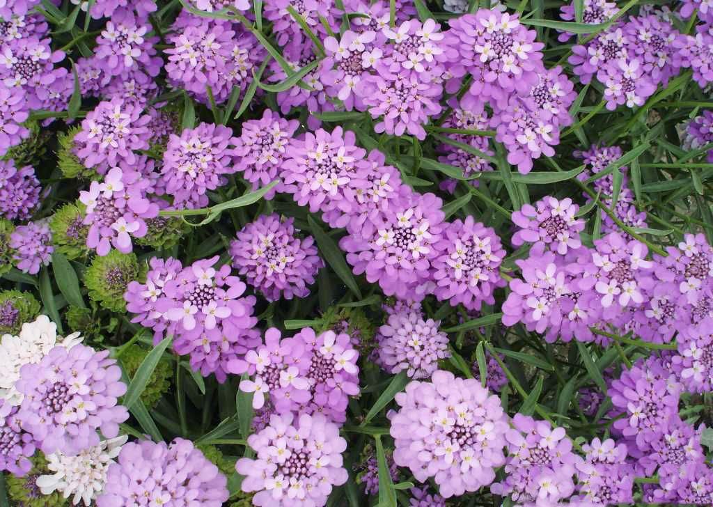 100种常见花卉图谱，收藏起来慢慢看，从此识花不求人