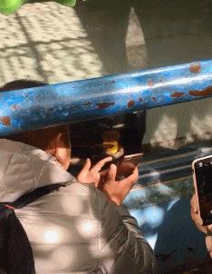 在野外发现甘蔗,在山里发现甘蔗