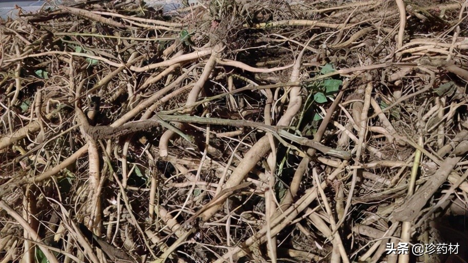 11月1日中药材市场快讯：金樱子、生地、红花、覆盆子、北沙参等