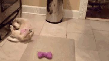 猫咪狗狗骨折了怎么办？扒一扒宠物“骨子里”的那些事