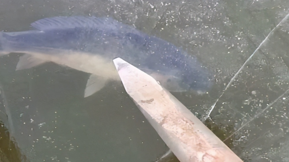 冻死的鱼解冻还会活吗,被冻在冰块里的鱼又活了