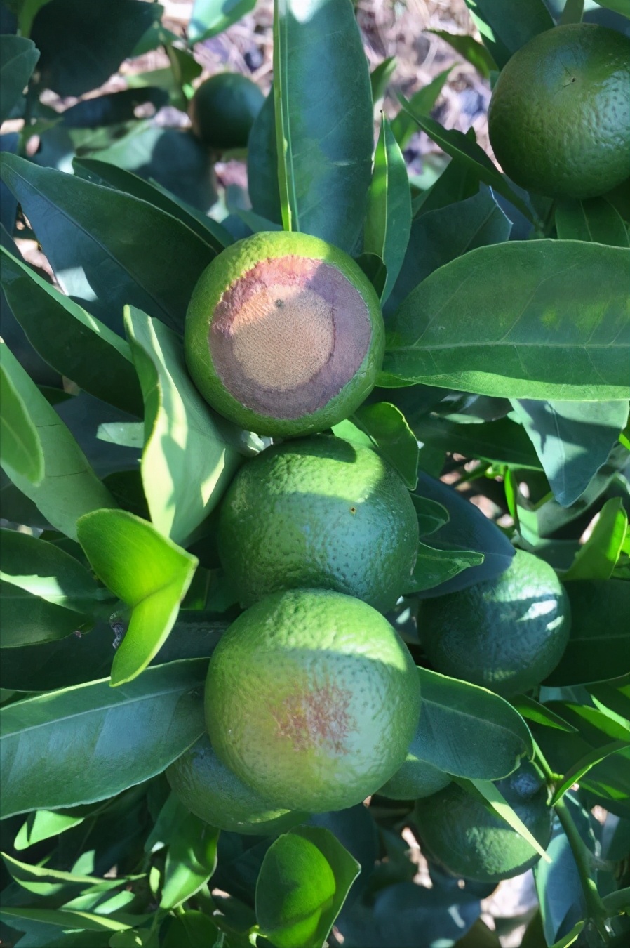 柑橘太阳果的处理,柑橘太阳果是什么原因造成的