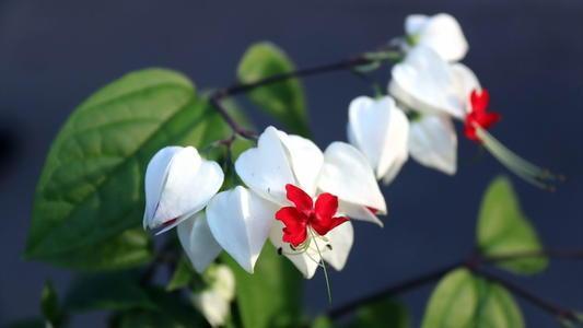 金牛座最受不了冷战的星座,十二星座最佳恋爱总结金牛