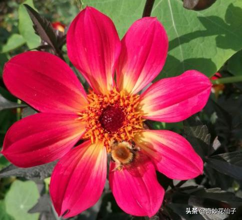 大丽花冬季养护，做到这几点，可以让它轻松安全越冬