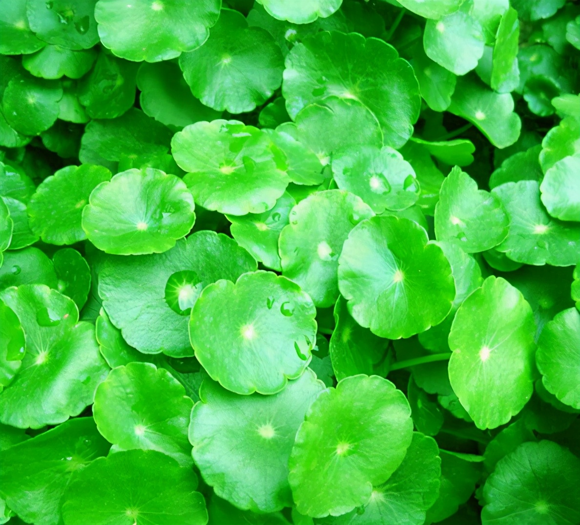 金钱草的种植技术和方法,金钱草种植技术及图片