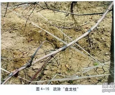 苹果树傻瓜式修剪技术详解,桃树傻瓜式修剪技术