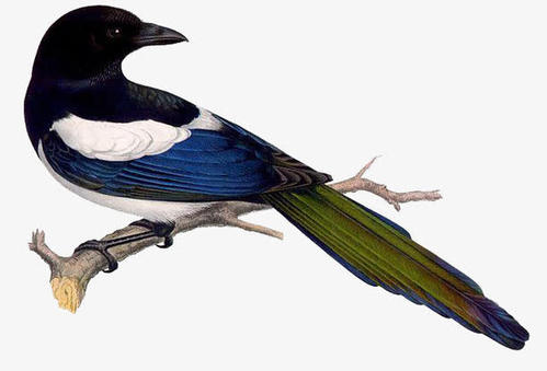 养鸽子不知道的知识,养鸟知识科普