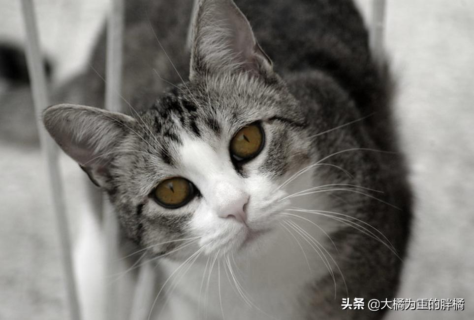 猫胡子摸不得,猫咪胡子长短不一可以剪吗