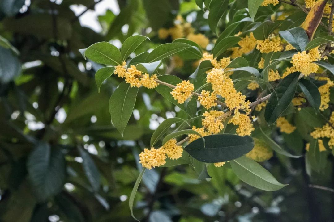 长长长长长白街,串起秦淮白下的爱恨情仇