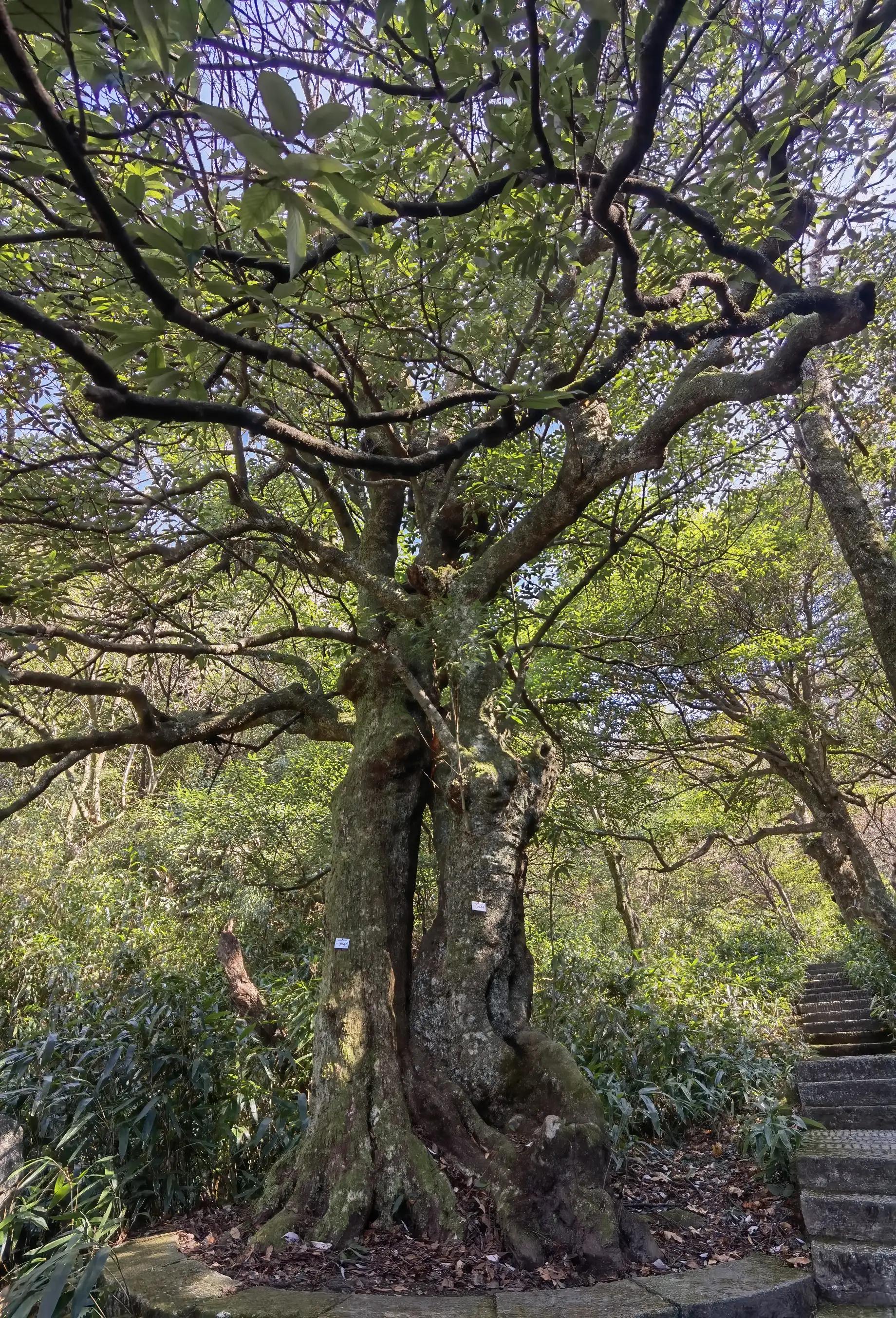 五岳独秀,五岳独秀图文