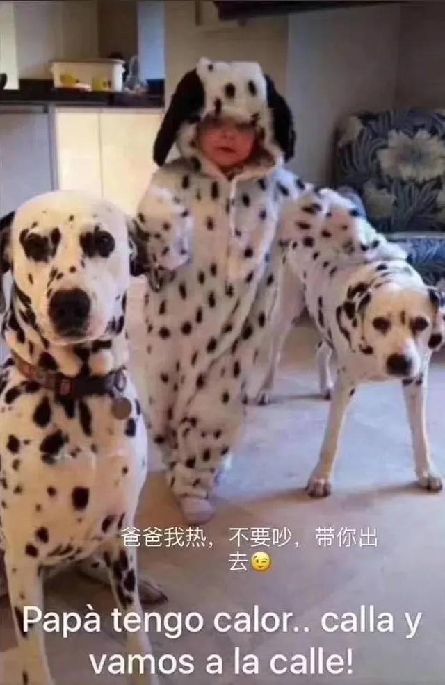 已经遛我38次了！西班牙限行后，主人为了出门把狗都遛瘫了