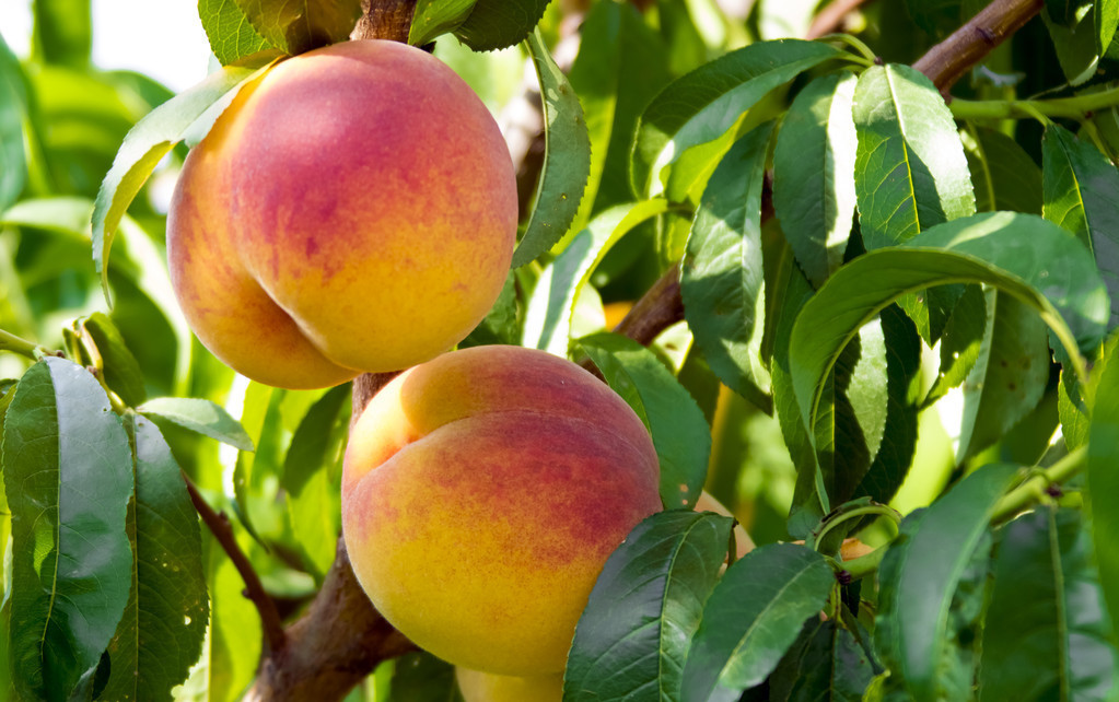 2019年杨凌农高会桃树新品种介绍,桃树优良品种介绍大全