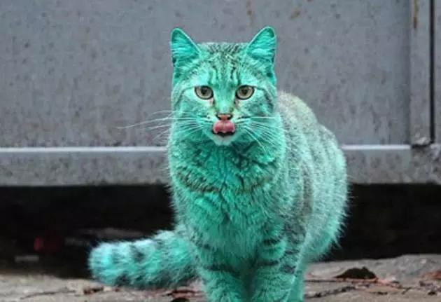 全球罕见足球猫冲上热搜,网友:指定染色!结果......哈哈哈哈