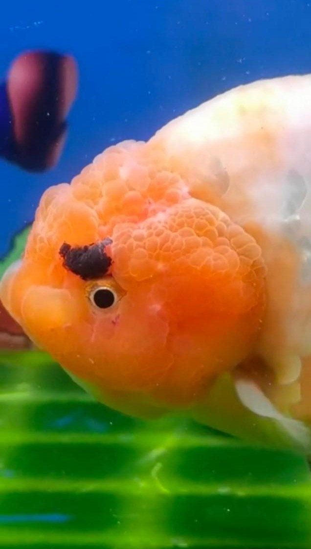 金鱼拉空气便是怎么回事,金鱼空气便治疗