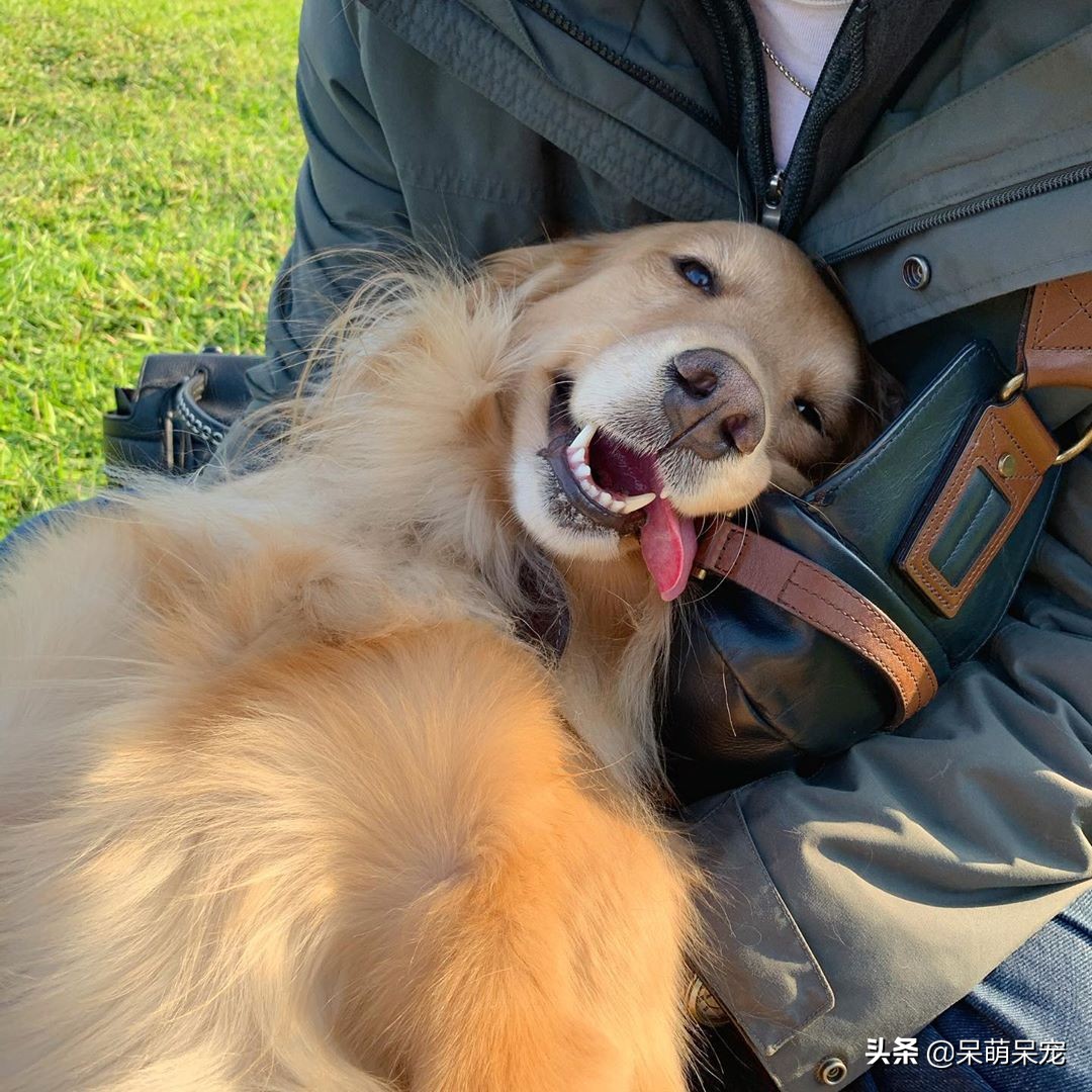 金毛狗是最听话懂事的狗吗,比金毛厉害的宠物狗有哪些