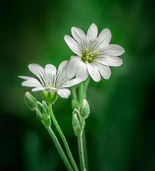 清明后代不上坟有什么说法,有后人和没后人区别