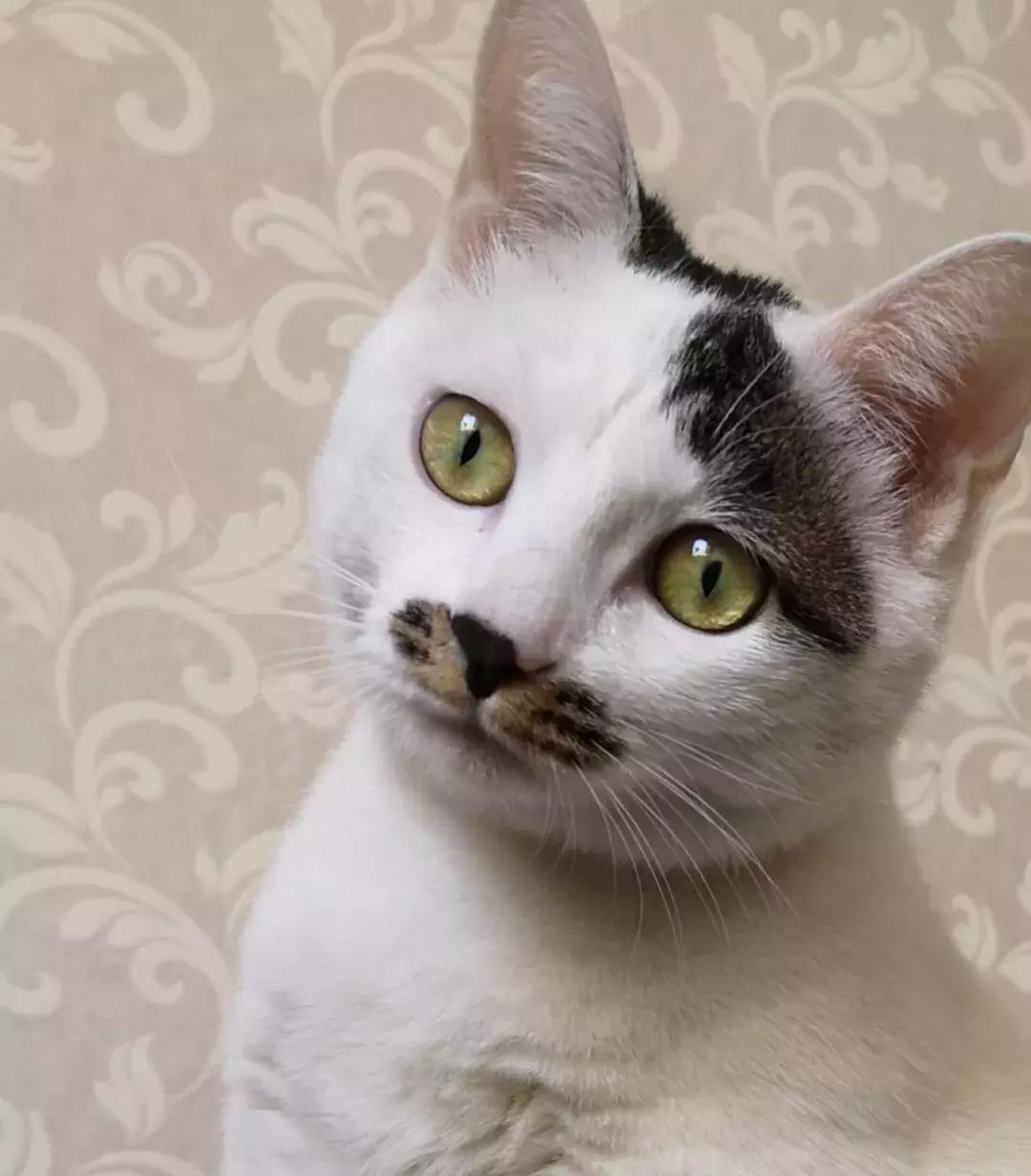 给它们一个家|线上宠物领养日,201903102