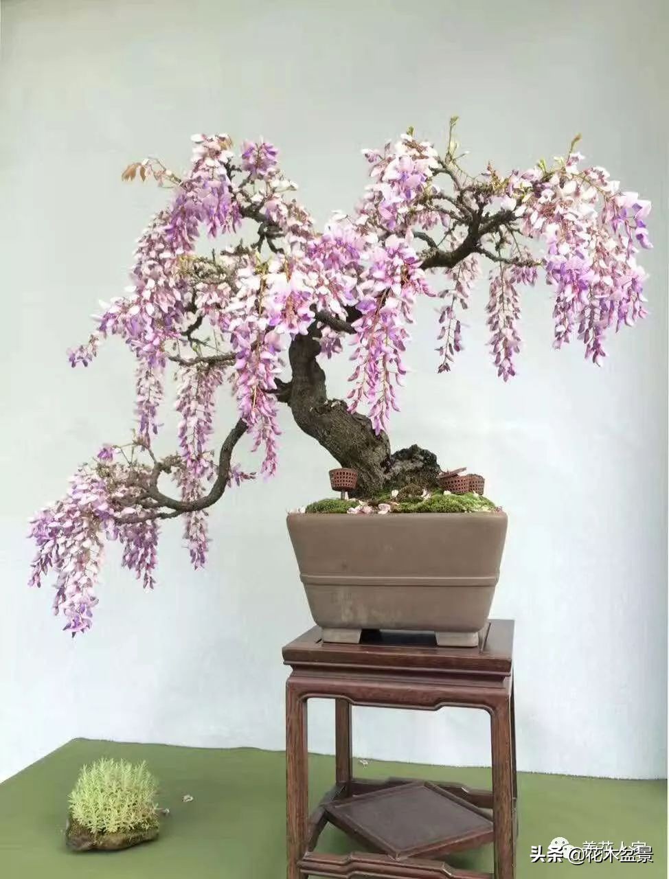 从盆景小白到终身爱好,初学者养盆景少走坑