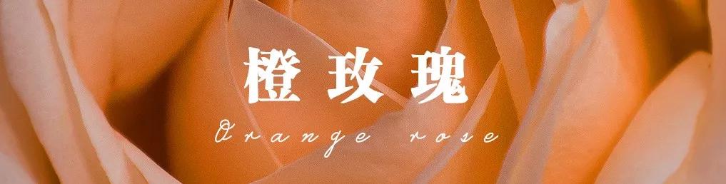 花店必备的5款玫瑰,花店常用的10款玫瑰花是哪些品种