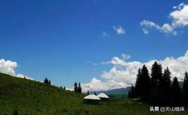 伊犁可克达拉草原,伊犁草原之旅