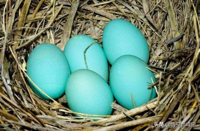 tiffany是做什么发家的,奢侈品回收案件