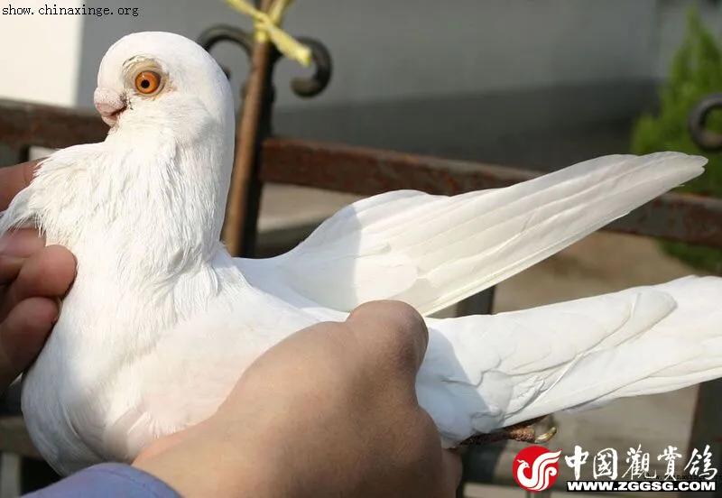 北京鸽哨制作,北京鸽哨晨曲