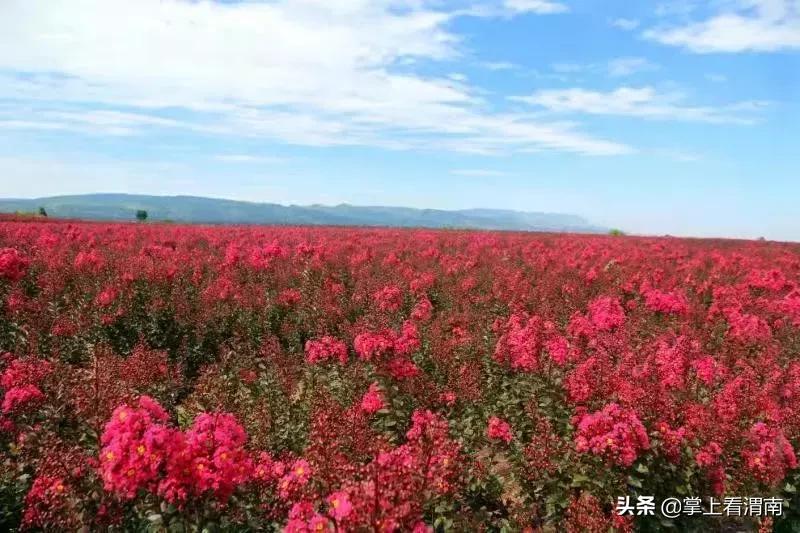 渭塘紫薇花开在哪里,渭南临渭区紫薇花开了