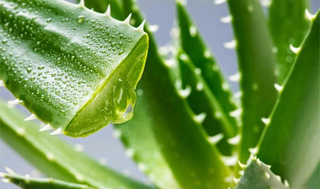 芦荟叶子冻得发黄怎么办,芦荟叶片发软怎么回事