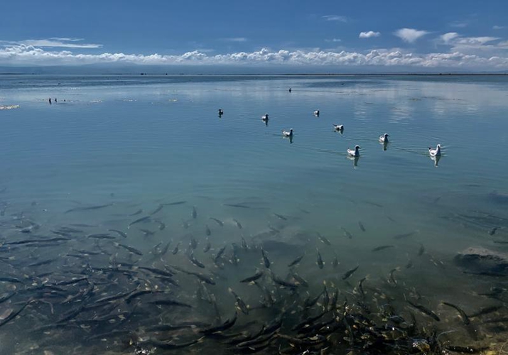 纳木错的“不动产”:年产3000吨鱼,青海湖成“前车之鉴”?