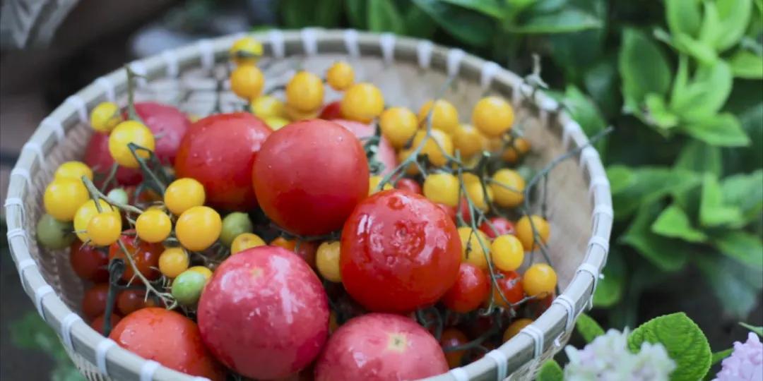 番茄锅酸甜番茄,超浓郁的番茄火锅吃一次就爱上了