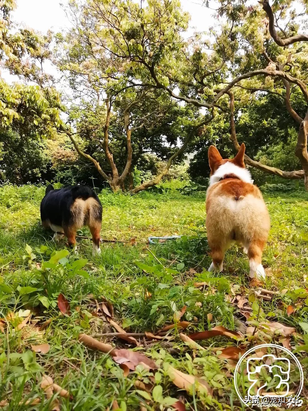 广州南沙黄山鲁森林公园攻略,广州黄山鲁森林公园好玩吗