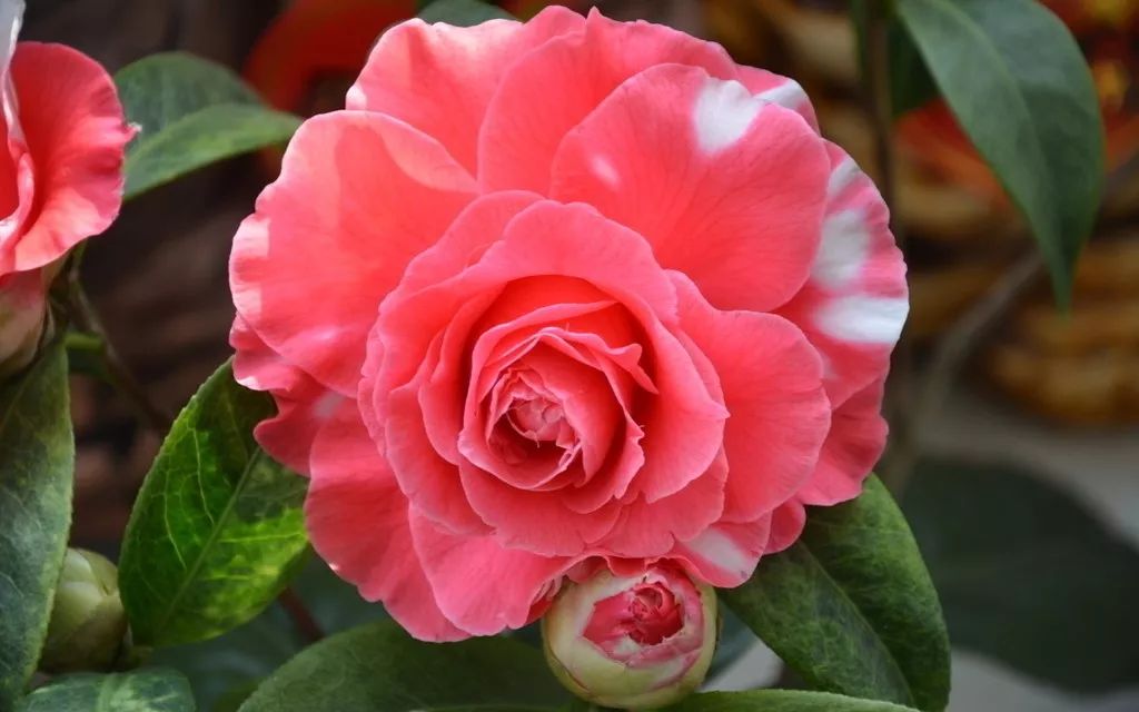 懒人山茶花,山茶花日常