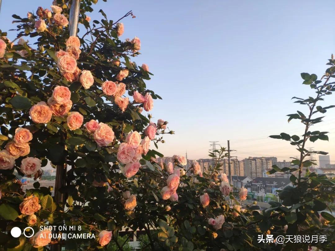 圆滚滚的绣球，瀑布般的花墙，这届花友也太会种花了吧