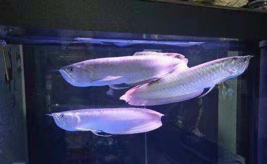 作为观赏鱼店老板，我最不喜欢哪几种购买观赏鱼的顾客？