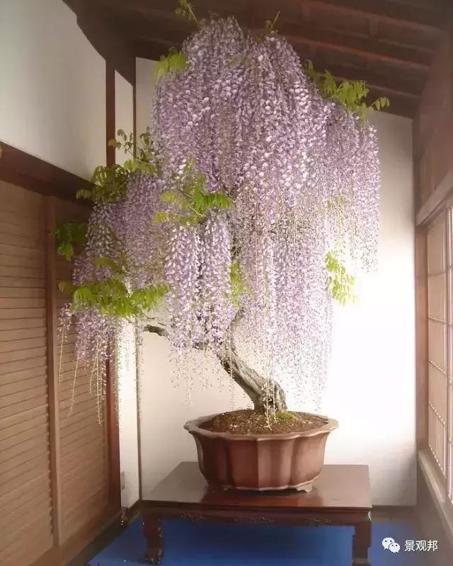 妞嶇墿椋庢按鐭ヨ瘑瑙嗛,妞嶇墿椋庢按涔︾睄