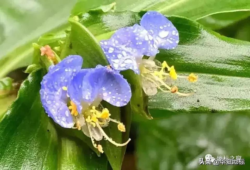 绉嬩箣瀚g劧鐑熻姳鍚戞櫄,绉嬩箣瀚g劧