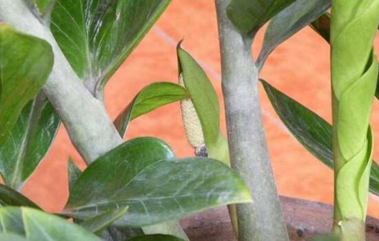 金钱树茎上有黑斑怎么处理,金钱树长虫怎么处理