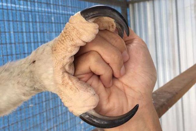 鹰真的有拔喙重生吗,鹰的重生真的有科学依据吗