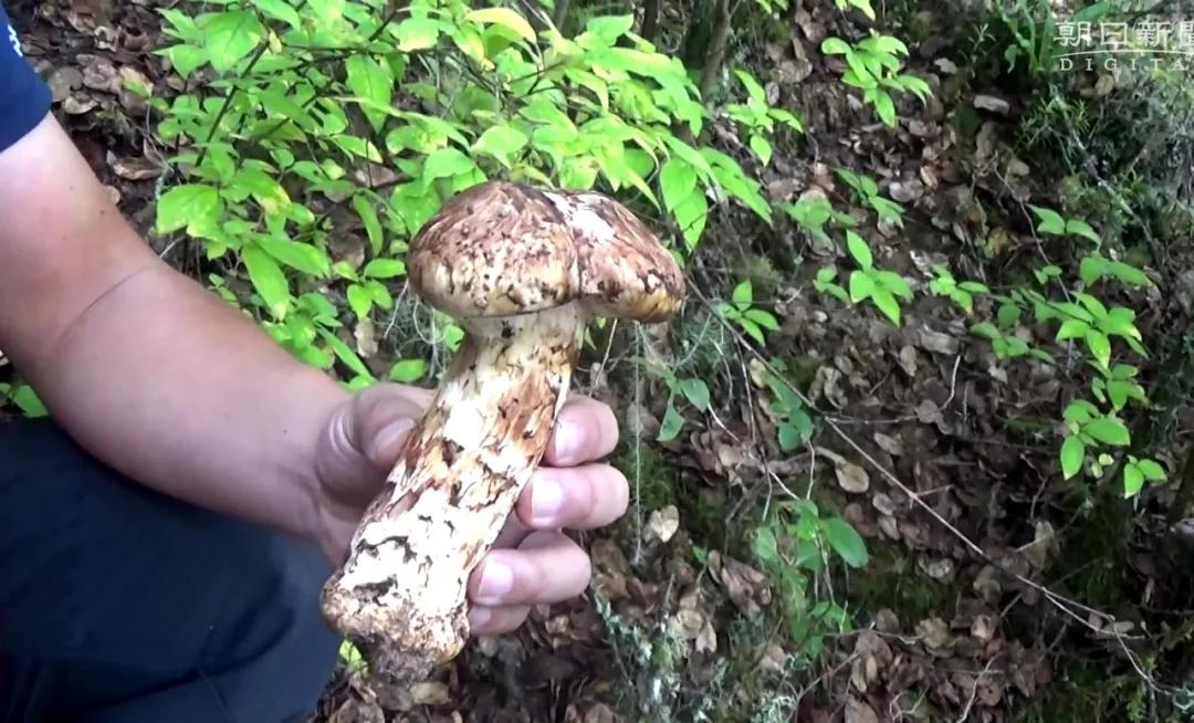 松茸菌干货的吃法,新鲜松茸菌怎么做好吃一点