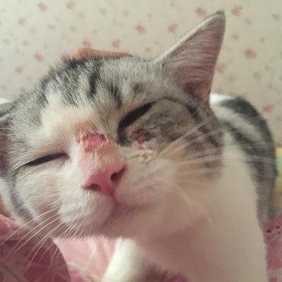 十猫九癣银渐层,比较严重的猫癣该怎么治疗